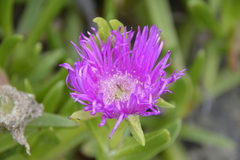 Carpobrotus deliciosus