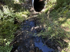 Oxypolis occidentalis