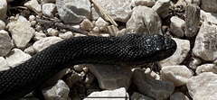 Vipera berus