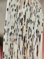 Puccinia graminis