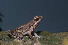 Sylvirana mortenseni