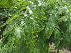 Cenostigma pluviosum
