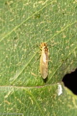 Caeciliusinae