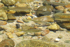 Tor tambroides