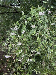 Funastrum cynanchoides