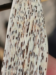 Puccinia graminis