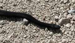 Vipera berus