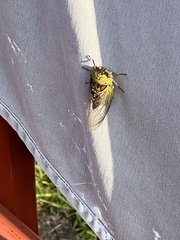 Megatibicen pronotalis