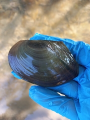 Sinanodonta woodiana