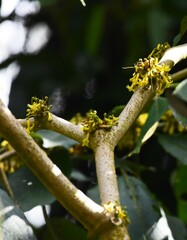 Dunalia solanacea