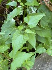 Mikania scandens