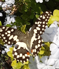 Papilio demoleus
