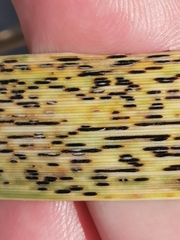 Puccinia graminis