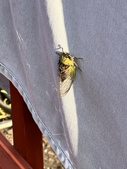 Megatibicen pronotalis