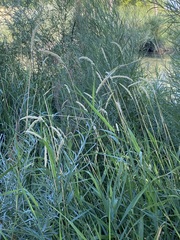 Phalaris arundinacea