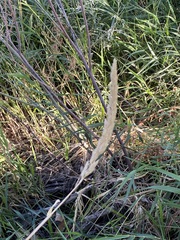 Phalaris arundinacea