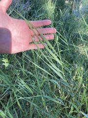 Phalaris arundinacea