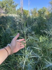 Phalaris arundinacea