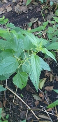 Urtica dioica