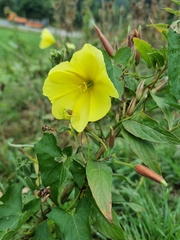 Oenothera