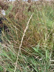 Phalaris arundinacea