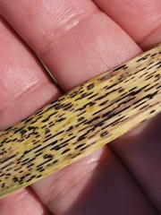 Puccinia graminis