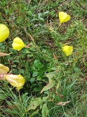 Oenothera