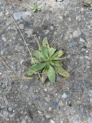 Plantago depressa