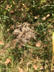 Daucus