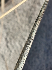 Puccinia graminis