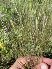 Sporobolus vaginiflorus