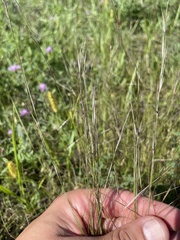 Sporobolus vaginiflorus