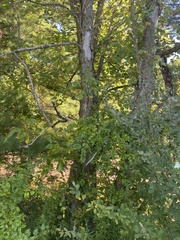 Betula alleghaniensis