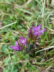 Gentianella