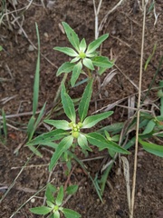 Euphorbia dentata