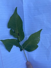 Betula alleghaniensis