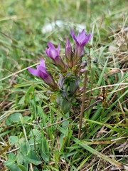 Gentianella