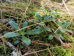 Chimaphila umbellata