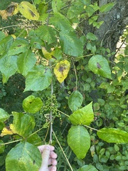 Betula alleghaniensis