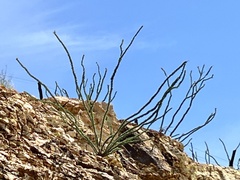 Fouquieria splendens