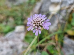 Scabiosa
