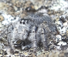 Philaeus chrysops