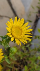 Grindelia squarrosa