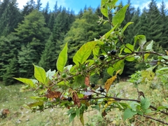 Atropa belladonna
