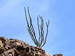 Fouquieria splendens