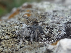 Philaeus chrysops