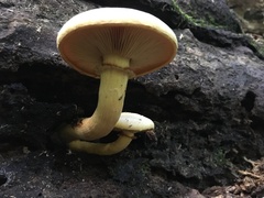 Gymnopilus luteus
