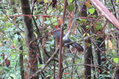 Pterorhinus mitratus