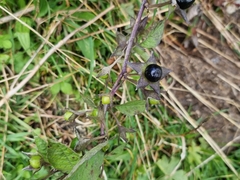 Atropa belladonna