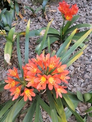 Clivia